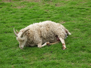 Soay Lambing on Easter Day &ndash; front feet and nose end visible