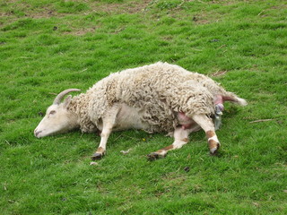 Soay Lambing on Easter Day – front feet and nose visible