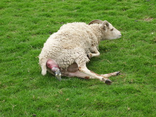 Soay Lambing on Easter Day &ndash; front feet and nose visible
