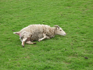 Soay Lambing on Easter Day &ndash; front feet and nose end visible