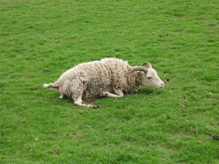 Soay Lambing on Easter Day &ndash; front feet, tip of nose visible