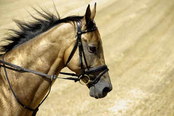 Crédence de cuisine en verre imprimé Léquitation Golden horse of Turkmenistan