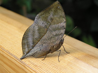Leaf Butterfly