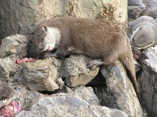 Otter Eating