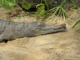 Crocodile