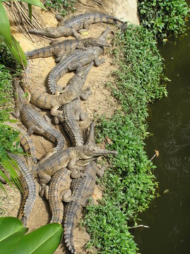 Crocodiles