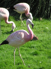 Flamingoes and Rabbit