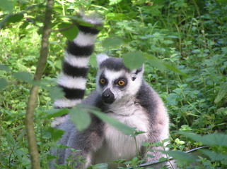 Ring Tailed Lemur
