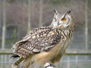 Owl