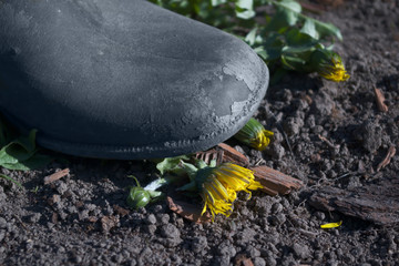 foot in the old rubber boot crushing the dandelion