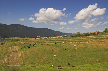 meadow with cows