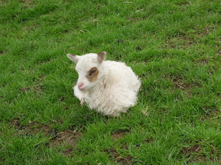 Obraz premium White Soay ewe lamb