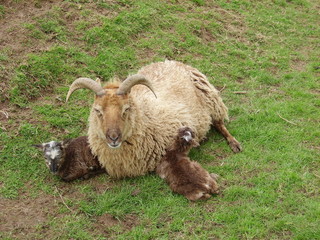 Soay ewe with twin lambs, dark brown on left, light on right 