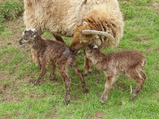  Newborn twin Soay lambs, dark phase on left, light on right 