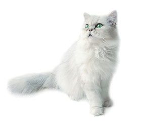 chat persan chinchilla