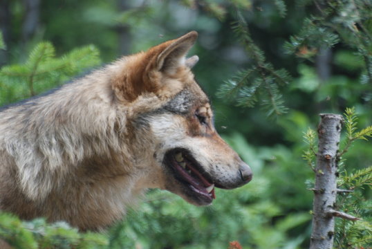 loup en foret