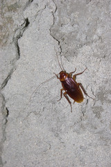  cockroach îò concrete wall