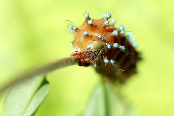Caterpillar on branch