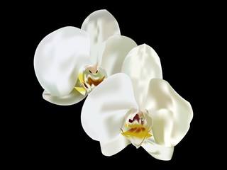 Fototapeta na wymiar two white orchids