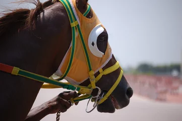 Photo sur Plexiglas Léquitation Portrait of a Race Horse