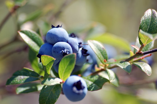 Wild Blueberries (Vaccinium Myrtilloides)