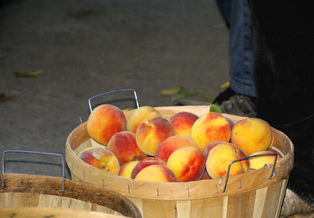 basket of peaches