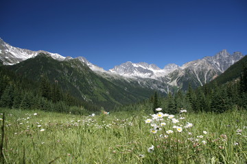 Rogers Pass - focus on flowers