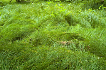 Grassy bottom of forest