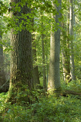 Old natural decidous forest