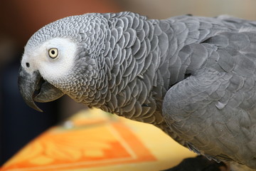 Perroquet - Gris du Gabon, profil