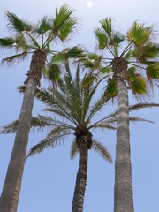 Palmen