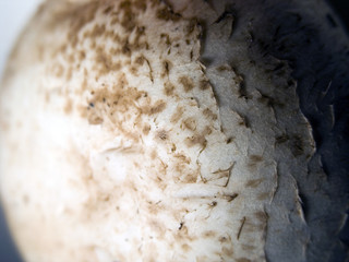 Mushroom texture color