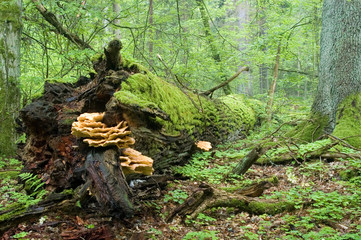 Obraz premium Big old oak fallen