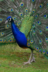 Obraz premium Balzzeit