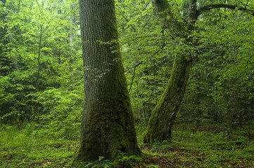 Old trees togather in the forest