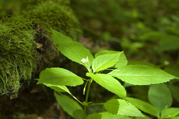 Smallflower touch-me-not plant