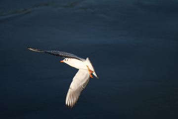 Flying SEAGULL