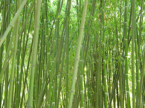 Green bamboo