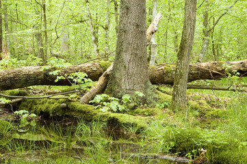 Logs and water in spring forest