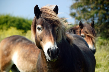 Ponies
