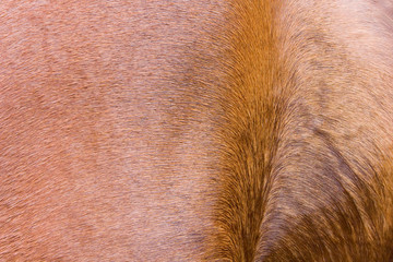 Piel de caballo © Moremi