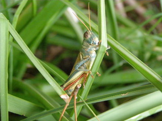 brightly colored grasshopper