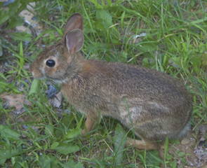cottontail rabbit