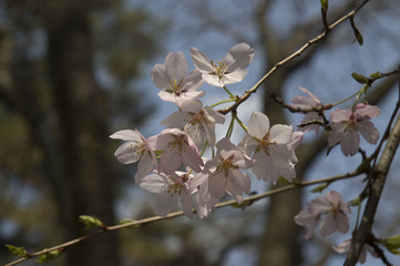 Sakura, cherry blossoms, Japan