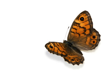 Butterfly on White