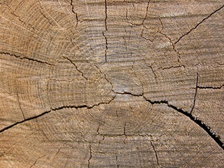 Fototapeta premium Texture Bois