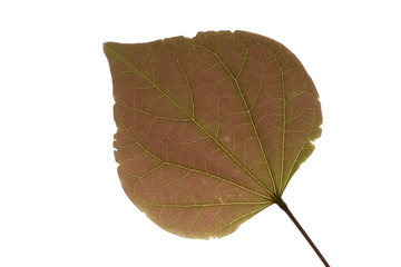 leaf