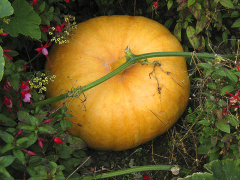 Pumpkin