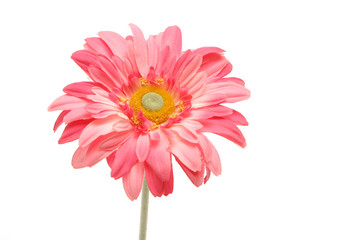 Pink daisy