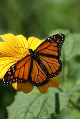 Fototapeta na wymiar Monarcha rozpiętość skrzydeł